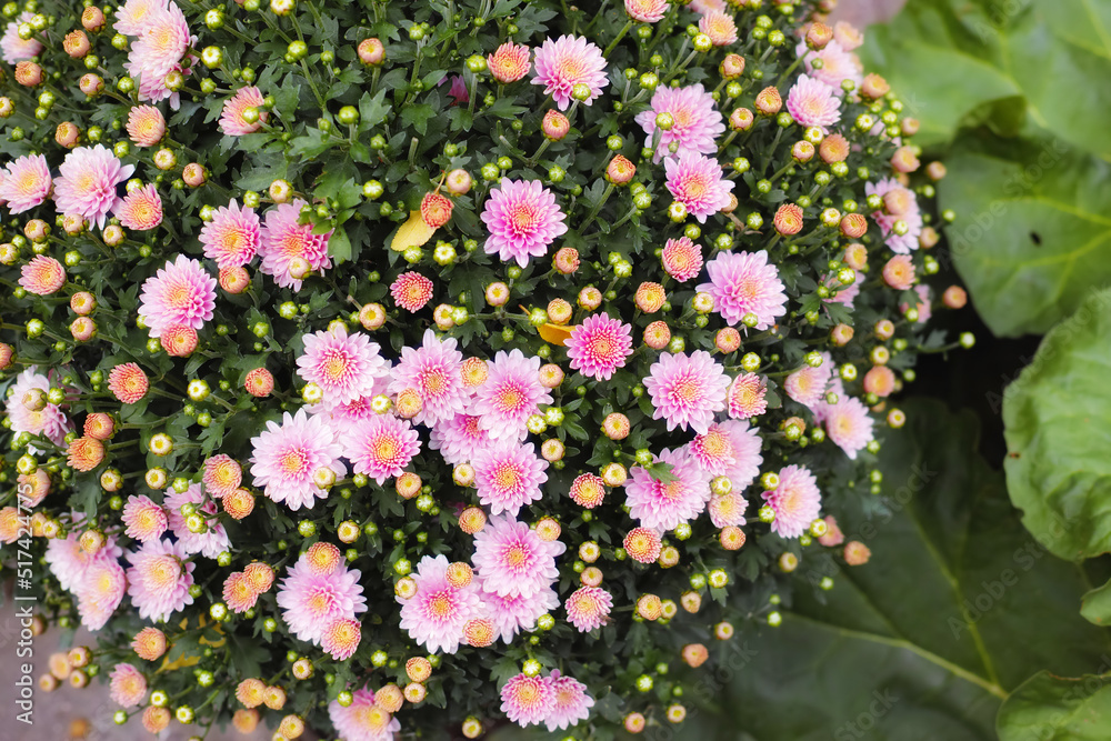 ho郁郁葱葱的绿色花园里生长、开花的粉色菊花特写