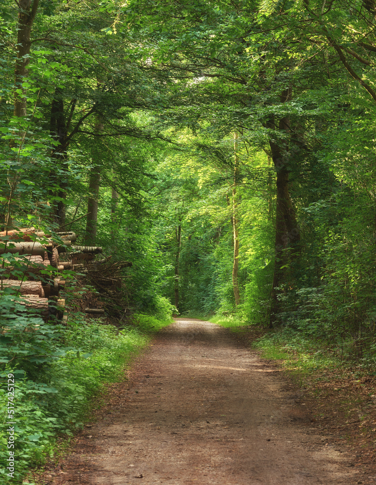 Scenic pathway surrounded by lush green trees and greenery in nature in a Danish forest in springtim