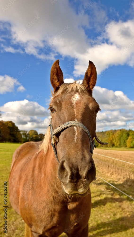 Beautiful thoroughbred horse in an open meadow, field or pasture outside. A stallion standing on gra