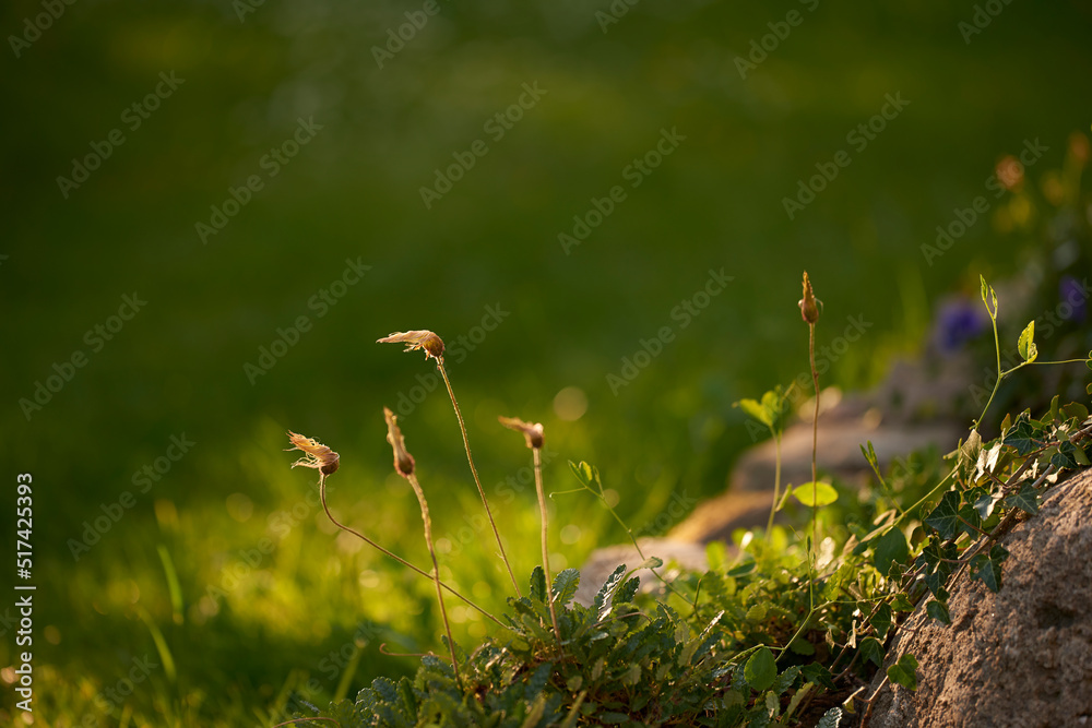 Copy space of pantego lanceolate plantain plants in nature. Elongated leaves, stems and ears that ha