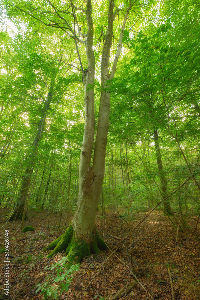 Moss covering a birch tree in remote forest, environmental conservation and nature reserve. Woods wi