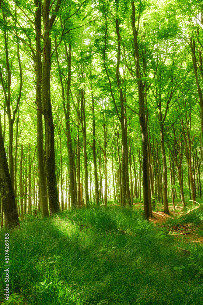 Wild trees growing in a forest with green plants and shrubs. Scenic landscape of tall wooden trunks 