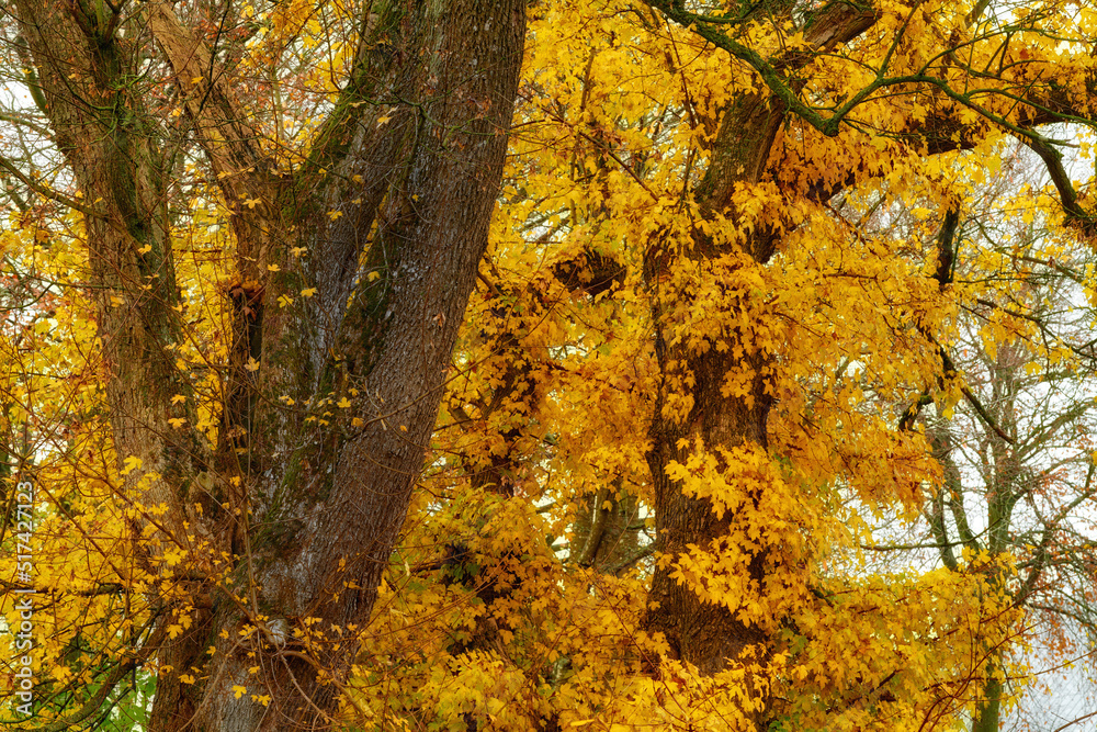 Beautiful tree with bright yellow leaves outdoors in nature in a forest on an autumn day. Trees with