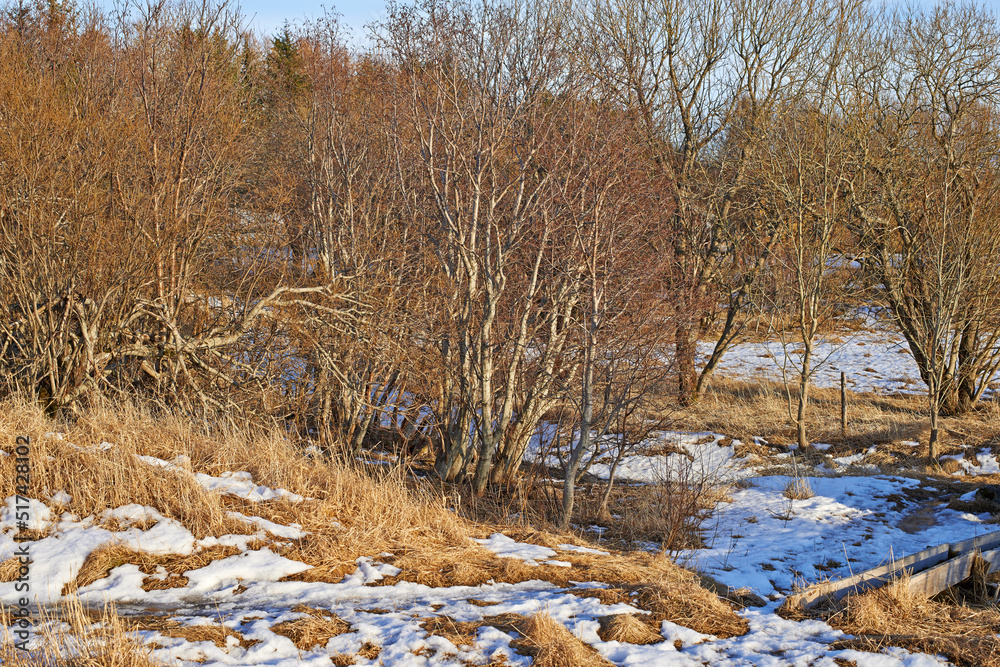 Leafless forest trees with melting snow in early spring. Seasonal landscape of slow regrowth in the 