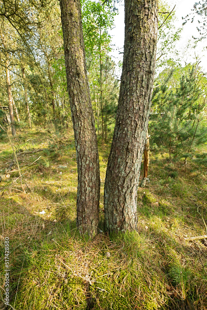 Landscape view of wild fir, cedar or pine trees growing in quiet countryside woods in Sweden. Green 