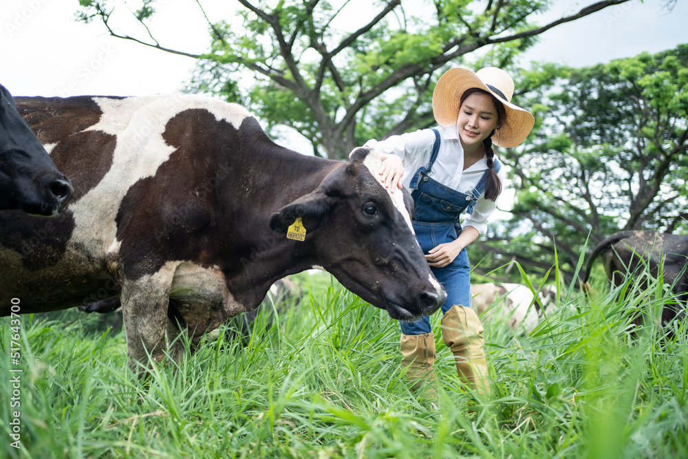 Asian attractive dairy farmer woman working alone outdoors in farm. 