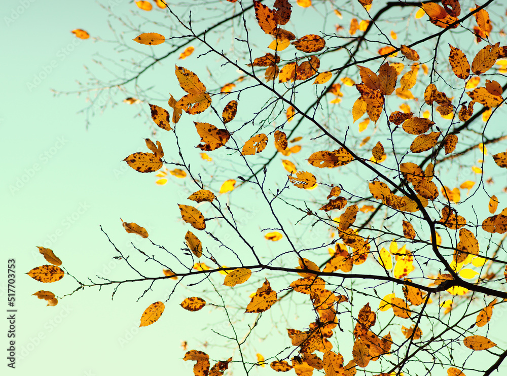 Autumn leaves on the sky