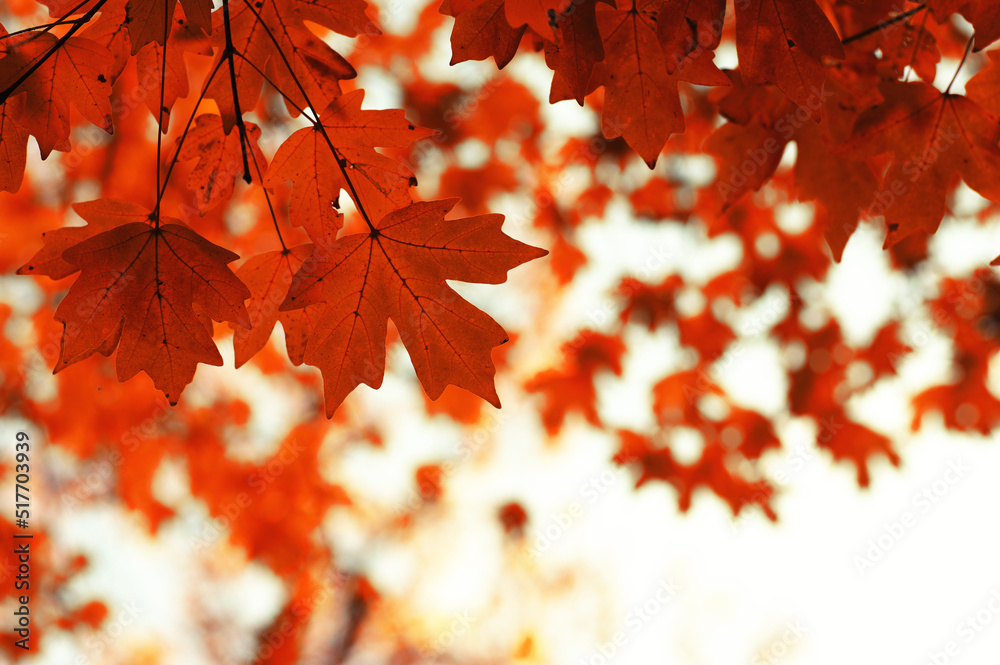 Autumn leaves on the sky