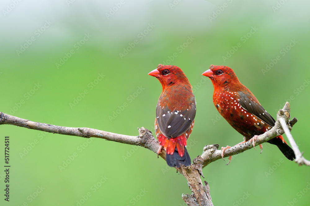 red avadavat munia or strawberry finch perching together on twig over fine green background in paddy