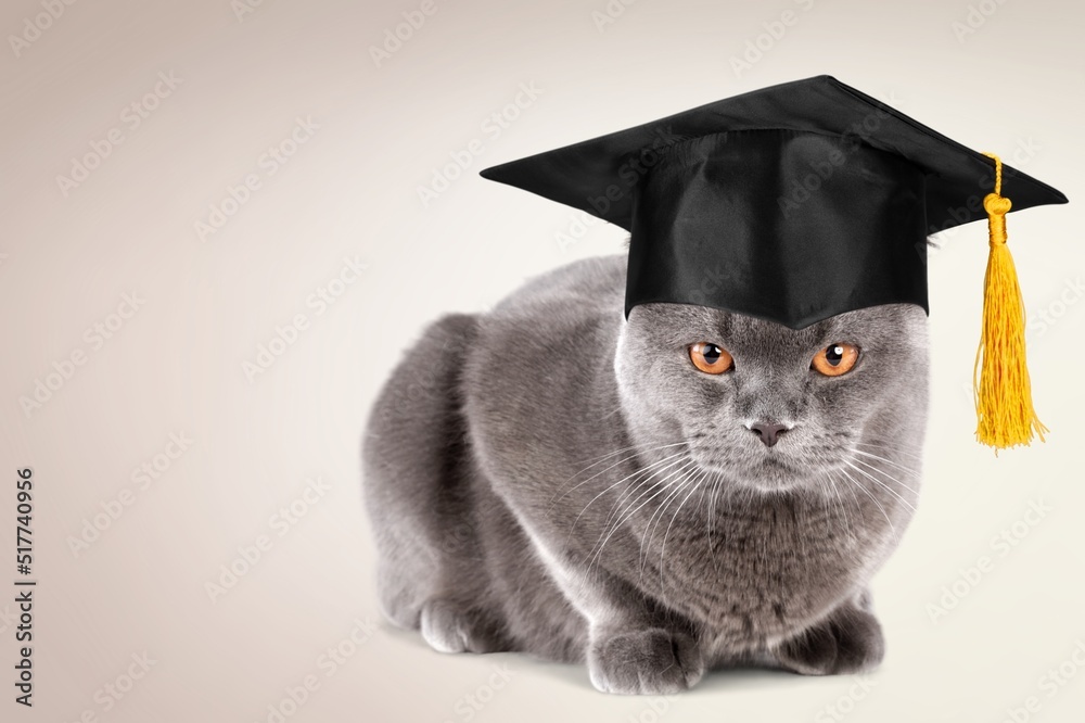 A cute cat in a graduates hat, education, homework, youth, lifestyle concept