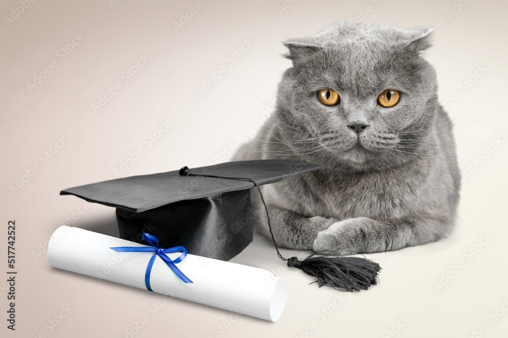 A cute cat with a graduates hat, education, homework, youth, lifestyle concept