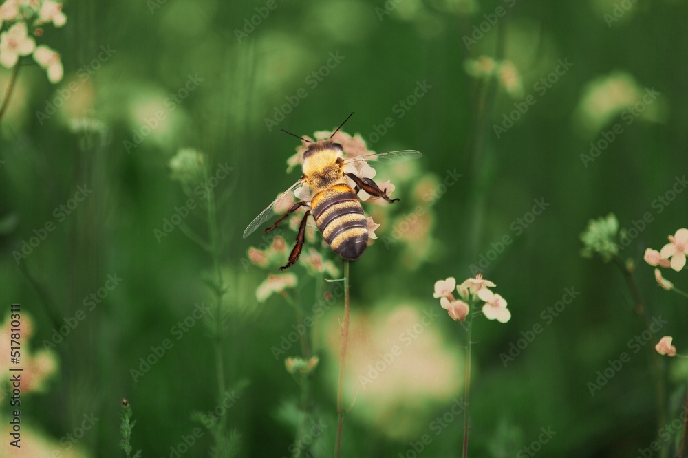 野外小蜜蜂飞