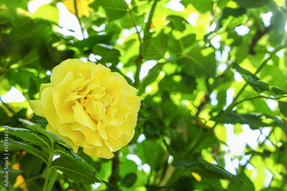 Bush with beautiful yellow rose flower in garden