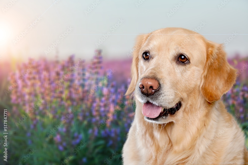 Cute small pet dog looking in lavender flower herb field in summer outdoor