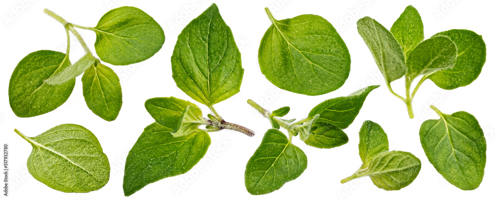 Oregano leaves isolated on white background