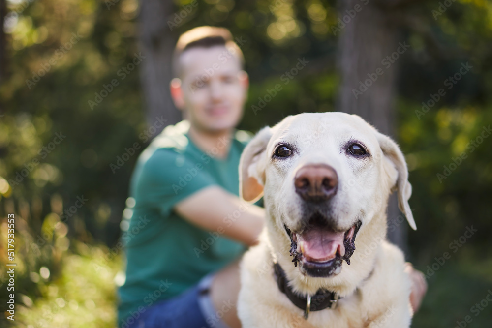 Selective focus on cute dog with his pet owner in background. Man and labrador retriever resting dur