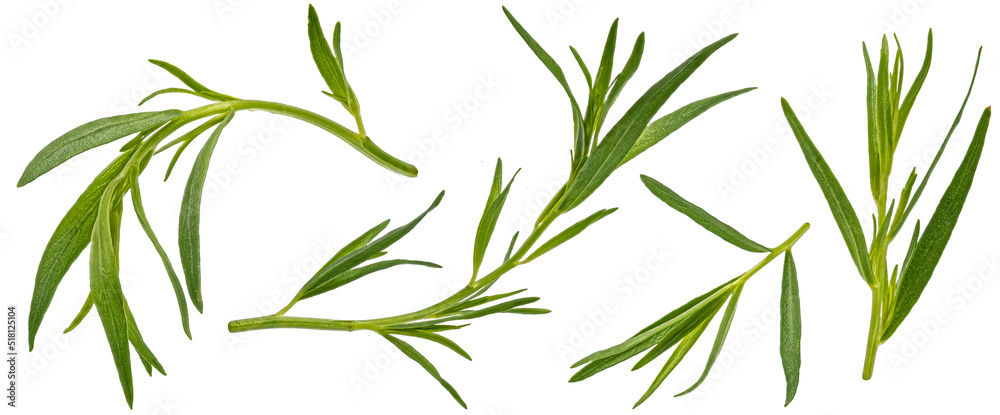 Tarragon leaves isolated on white background with clipping path