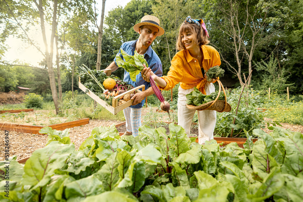 Man and woman pick up beetroots, harvesting local grown vegetables at home garden. Farmers work at f