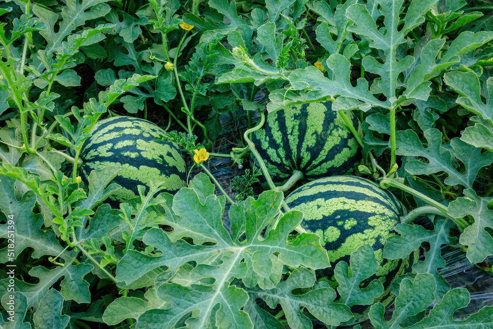 Watermelon on the green watermelon plantation in the summer. Agricultural watermelon field.