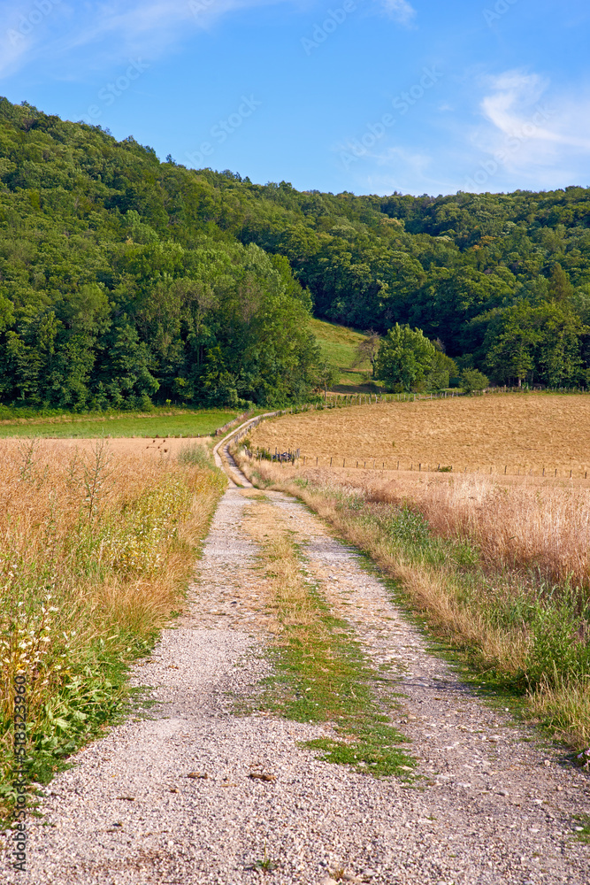 Dirt road on a farm land leading into a green forest with blue sky background. Rough path with a yel