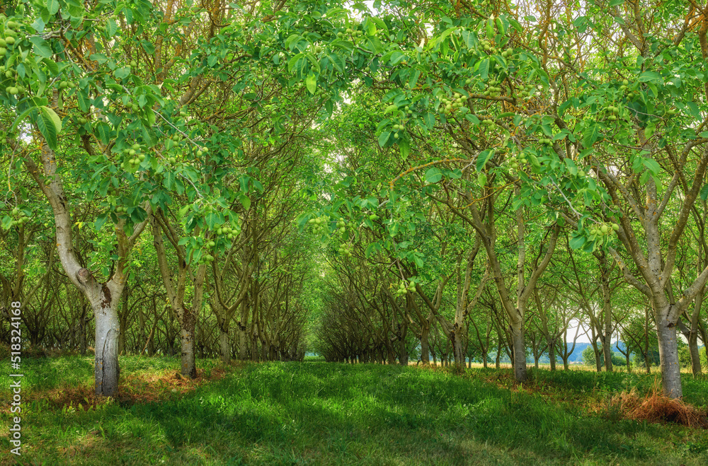 Natural green forest field view in nature. Beautiful trail through tall trees setting a path surroun