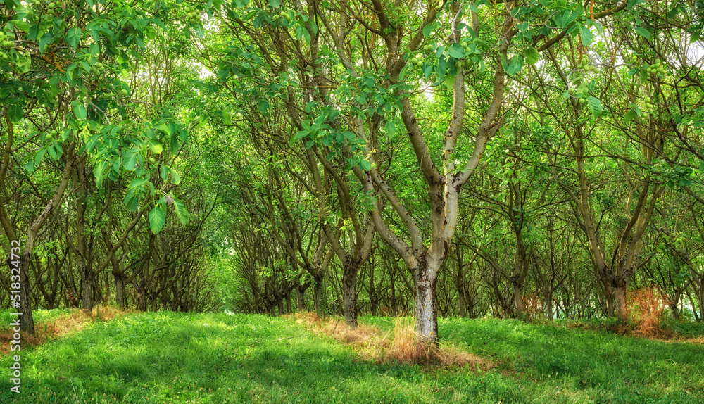 English walnut trees growing in rows on lush, green and remote agriculture and countryside farm in L