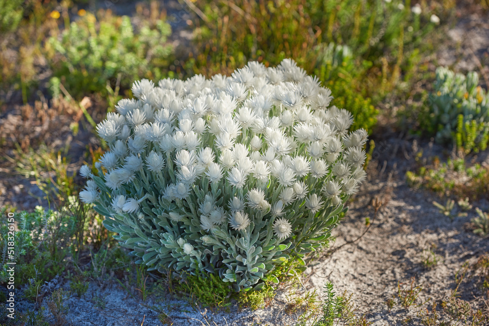 生长在室外自然栖息地的白色常绿植物。植物生命和植被