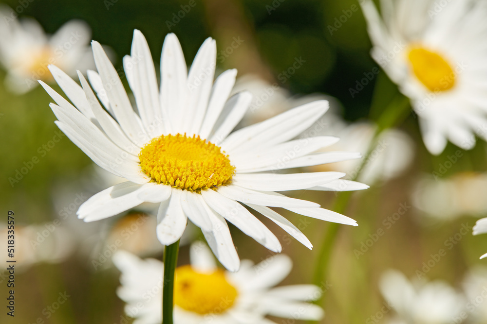 Daisy flowers growing in a field or botanical garden on a sunny day outdoors. Shasta or max chrysant