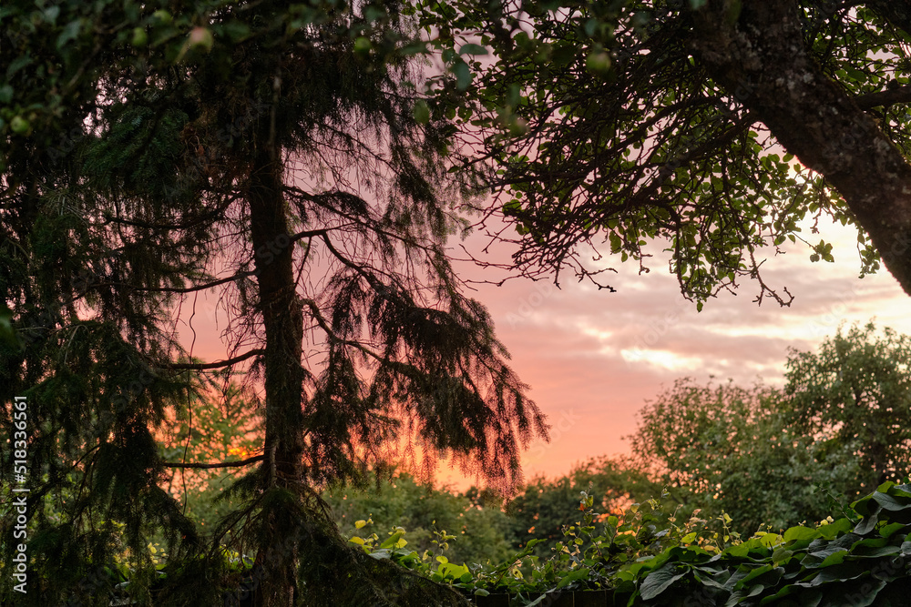 Stunning view of a jungle sunset in a green wilderness. Magical forest with lush greenery and wild t