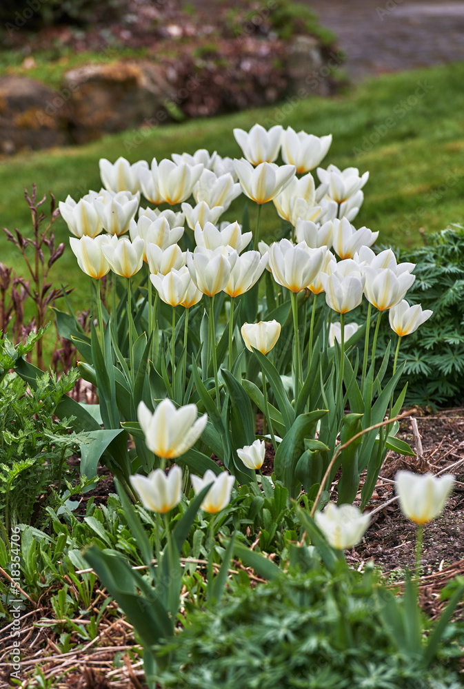 Group of beautiful tulips in the garden in early springtime. Landscape view of flowers blooming in s