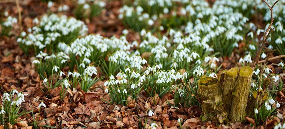 Landscape view of flowers in spring through change in season. Beautiful group of small white flowers