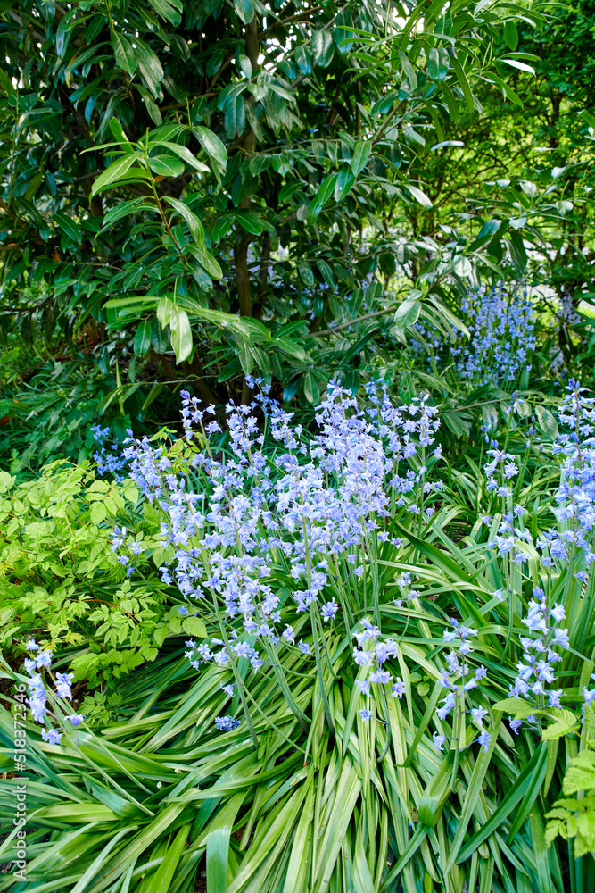 Bluebell scilla siberica春天在户外花园里绽放的特写细节。明亮的蓝色和