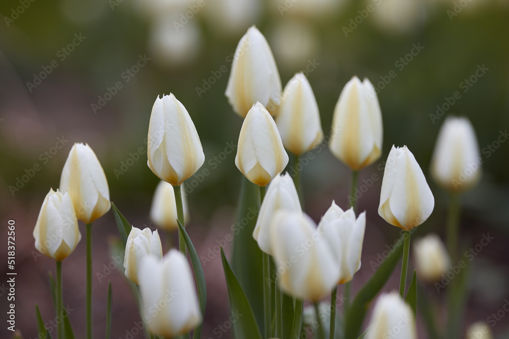 White garden tulips growing in spring. Spring perennial flowering plants grown as ornaments for its 