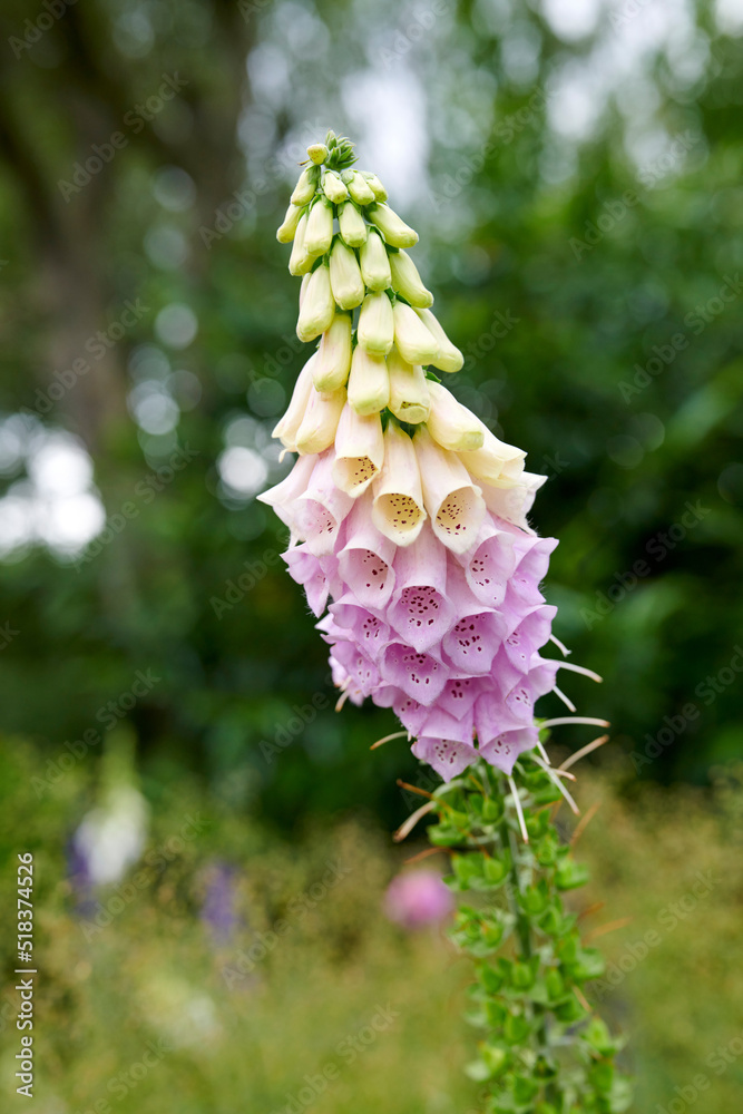 夏天后院花园里长出五颜六色的狐猴花。洋地黄开放