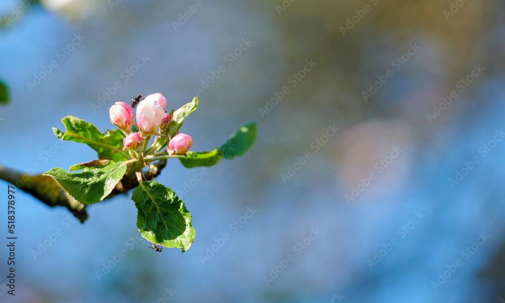 花园里，苍蝇坐在天堂苹果树上，背景模糊。一只虫子的特写