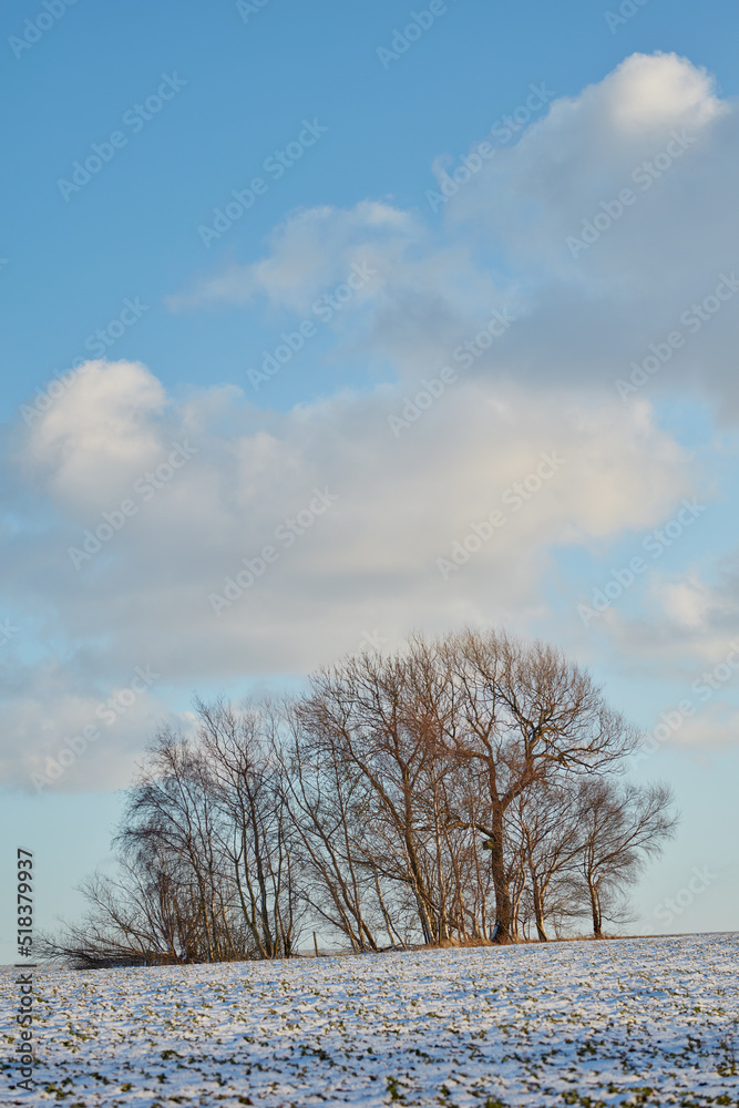 冬日白雪覆盖的森林景观，有复制空间。裸露的树枝和多云的蓝色