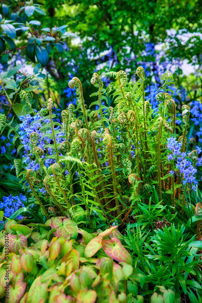 花园里生长着五颜六色的紫色花朵和卷曲的蕨类植物。西班牙风铃草或风信子的特写