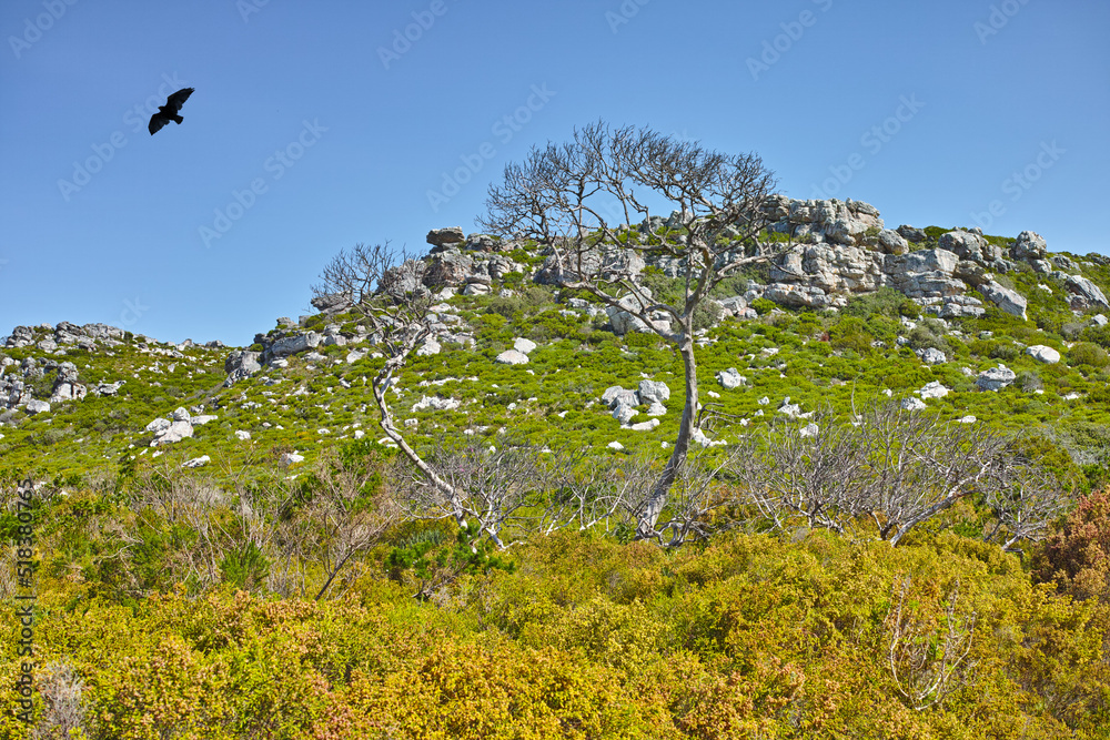 Landscape view of flowers, greenery, and plants on a mountain against a blue sky during summer in Ca