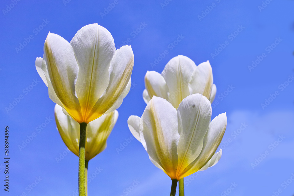 Flowering white tulip plants opening up and blooming against clear blue sky copy space outside. Flou