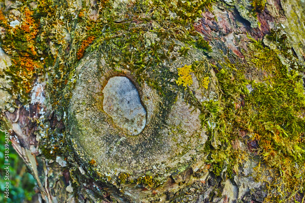 My garden. Tree with green moss growing on trunk in a remote environment in nature. Macro view of de