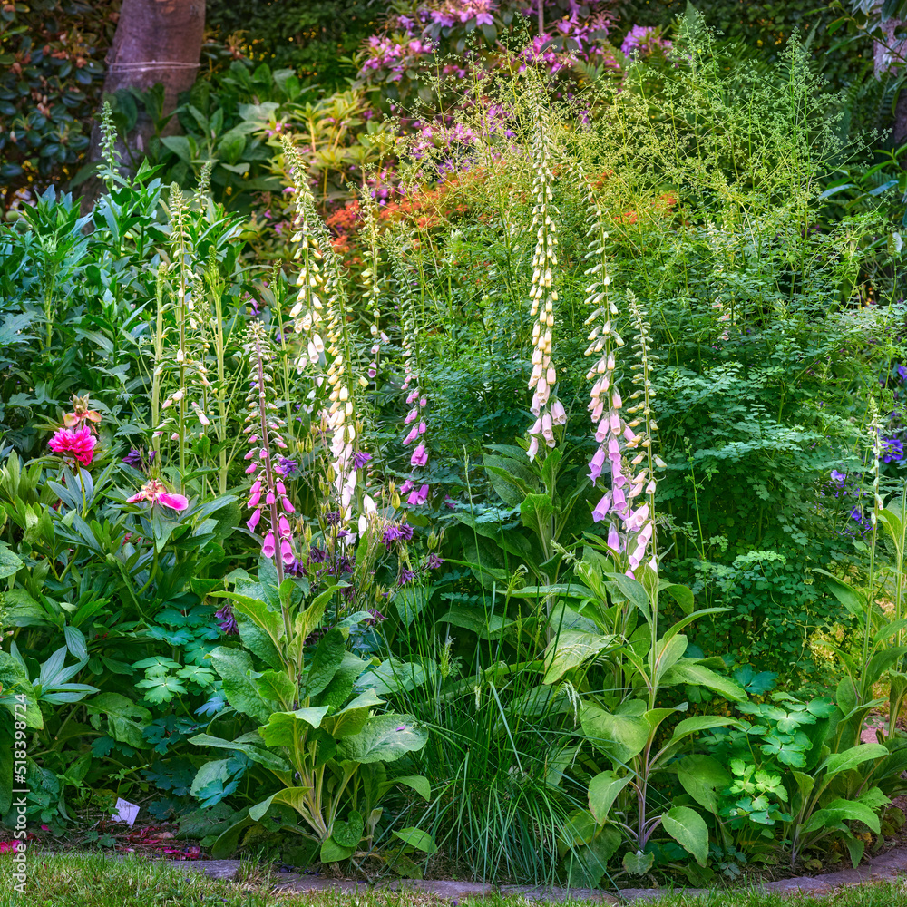 Colorful foxgloves growing and blooming in a botanical garden. Beautiful variety of flowering plants