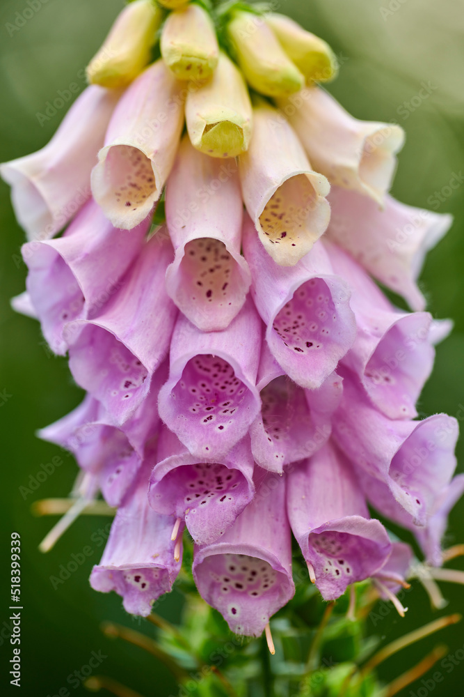 Beautiful purple and cream flower blooming outdoors on a sunny Spring day. Isolated in peaceful gard