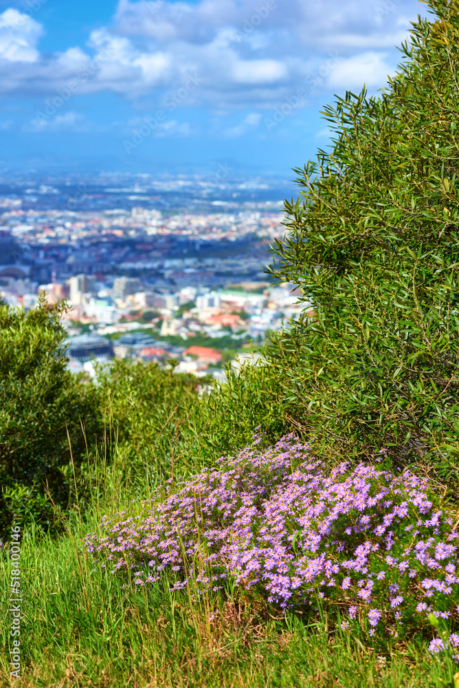 Purple flowers and lush grass on a trail with a beautiful cityscape from the top of Table Mountain i