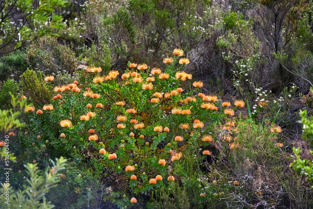 Above shot of orange protea flowers growing outside in their natural habitat. Plant life and vegetat