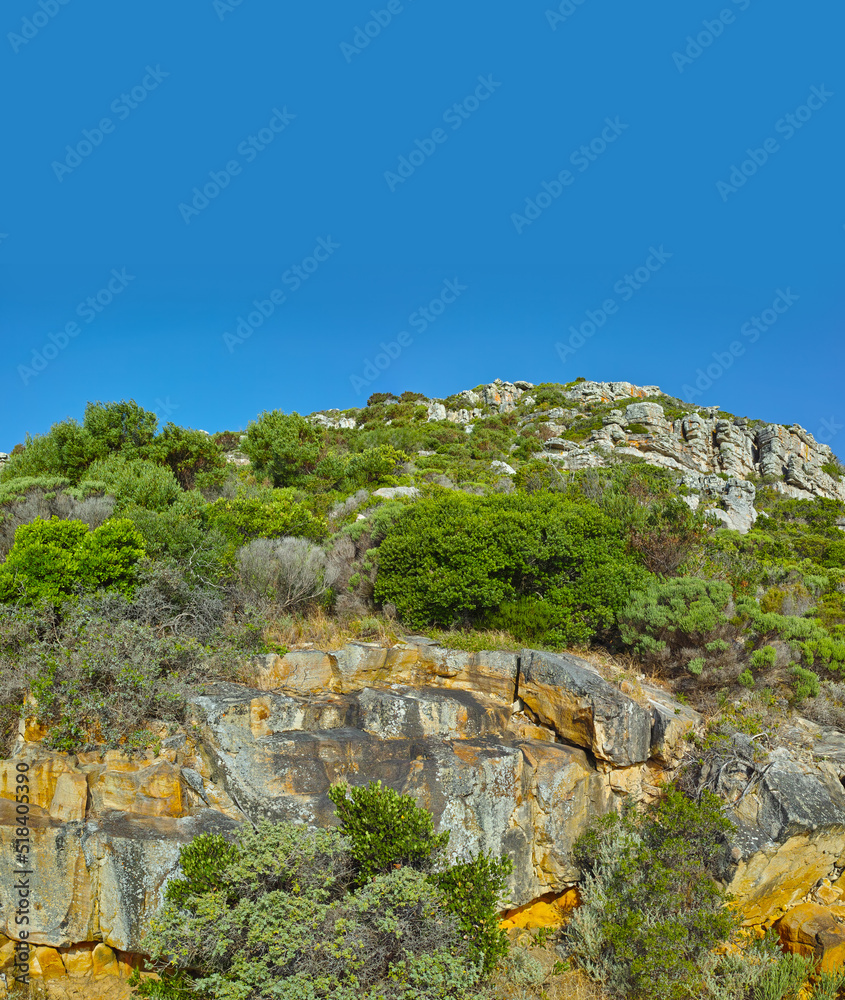 Flowers, plants, and trees on the mountain in South Africa, Western Cape. Landscape view of vegetati