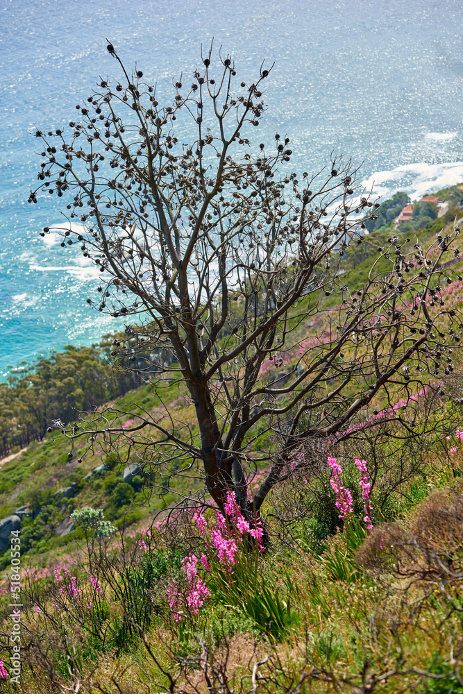 以海洋为背景，陡峭的山丘上树木、花朵和绿色灌木的美景。美丽