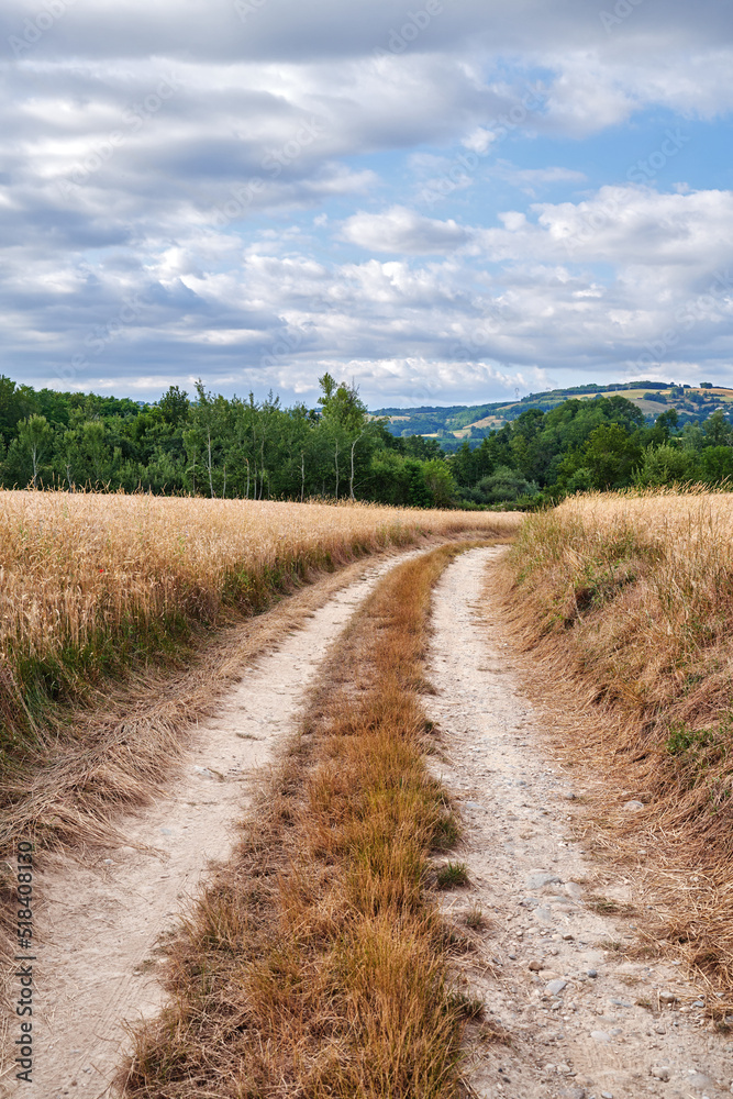 Dirt road on a farm land with a green forest and cloudy blue sky background. Yellow grass land or wh