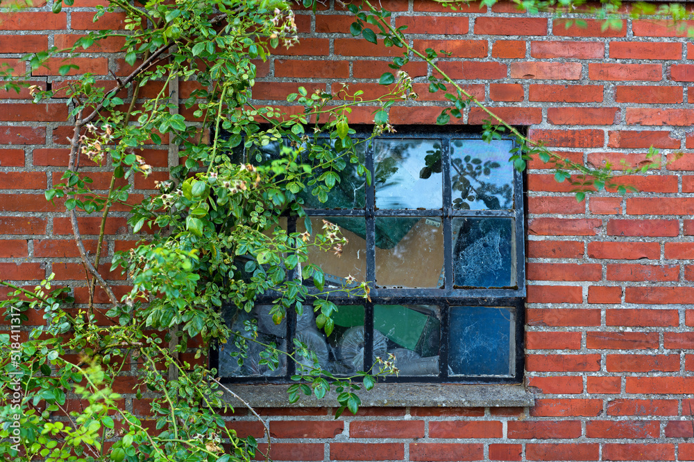 Rustic architecture background of rural building. Old window in a red brick wall with vines and clim