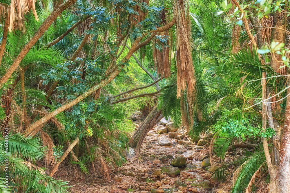 Hidden and secluded entrance into a magical and mysterious rainforest. Overgrown nature scene with l