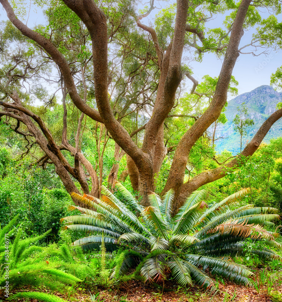 Flowers, plants and trees in Kirstenbosch Botanical Gardens in Cape Town, South Africa. Landscape vi